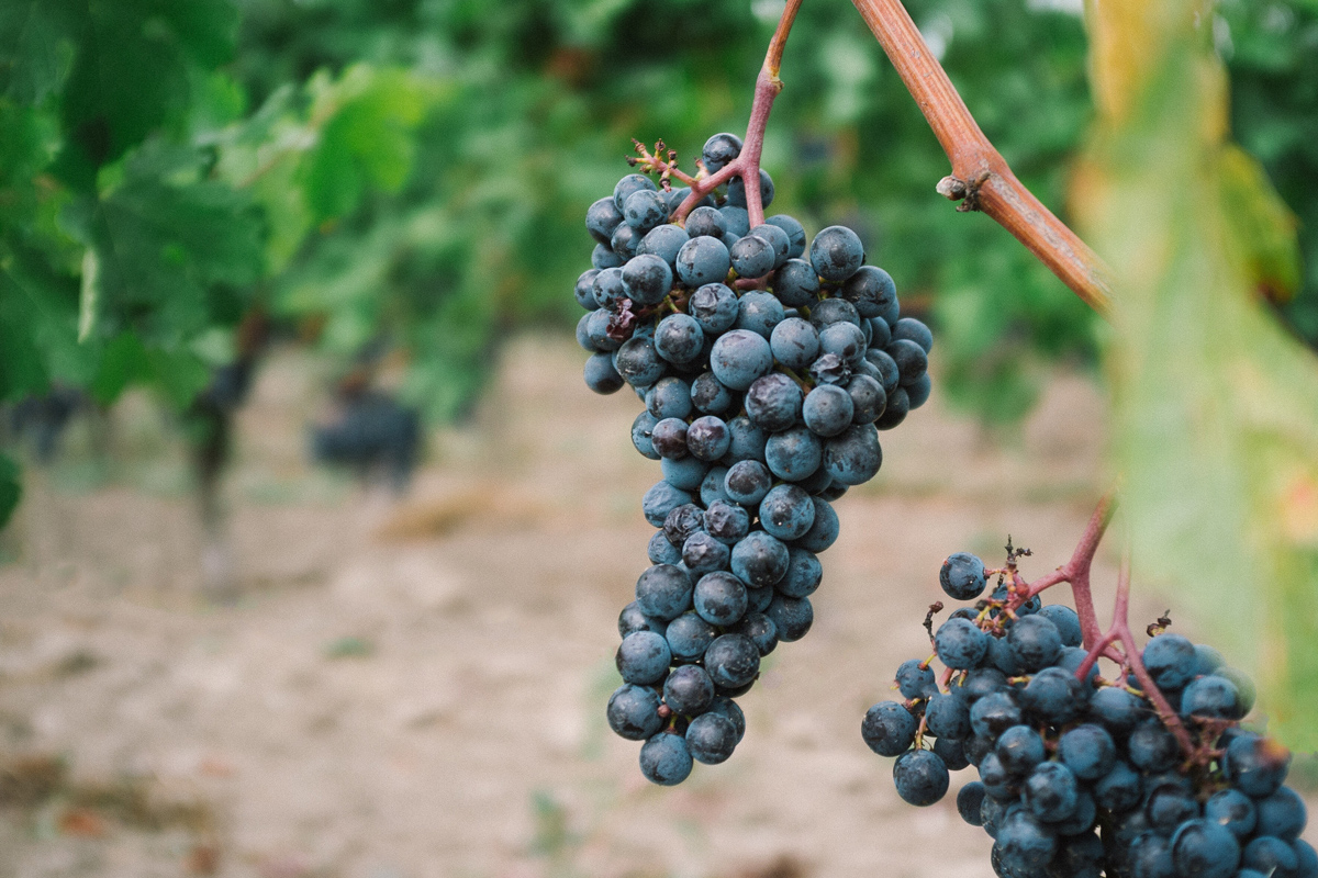 Importance of Food Safety Training