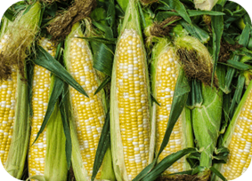 Corn